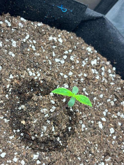 Dark Devil Auto Living Soil. Week 1