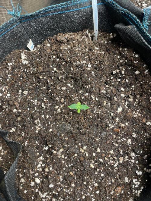 Dark Devil Auto Living Soil. Week 1