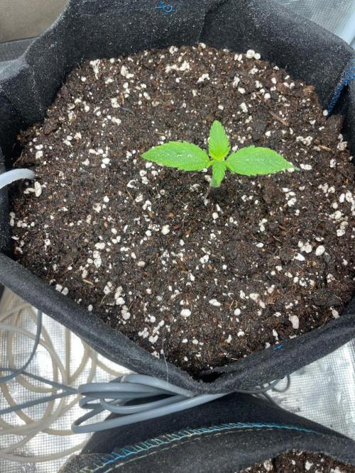 Dark Devil Auto Living Soil. Week 1