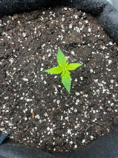 Dark Devil Auto Living Soil. Week 1