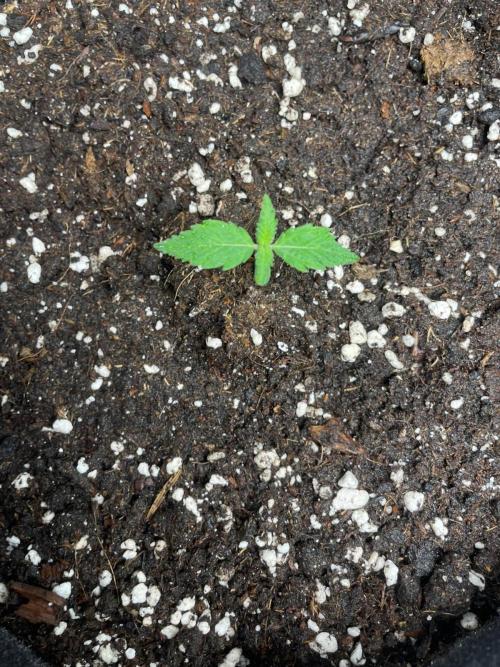 Dark Devil Auto Living Soil. Week 1