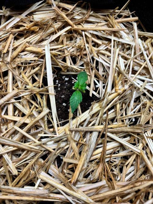 Dark Devil Auto Living Soil. Week 2