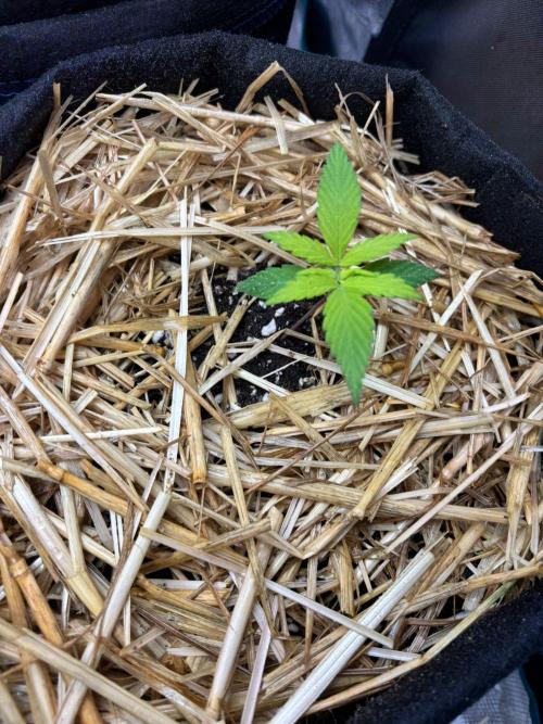 Dark Devil Auto Living Soil. Week 2