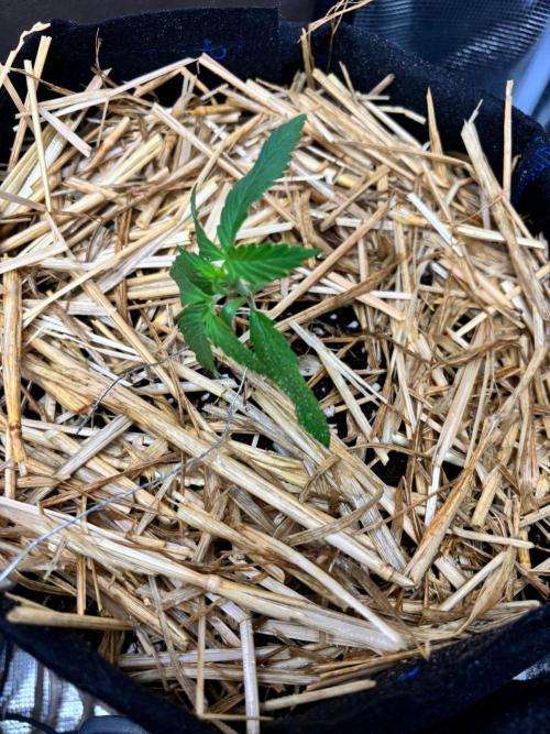 Dark Devil Auto Living Soil. Week 2