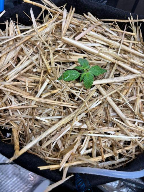 Dark Devil Auto Living Soil. Week 2