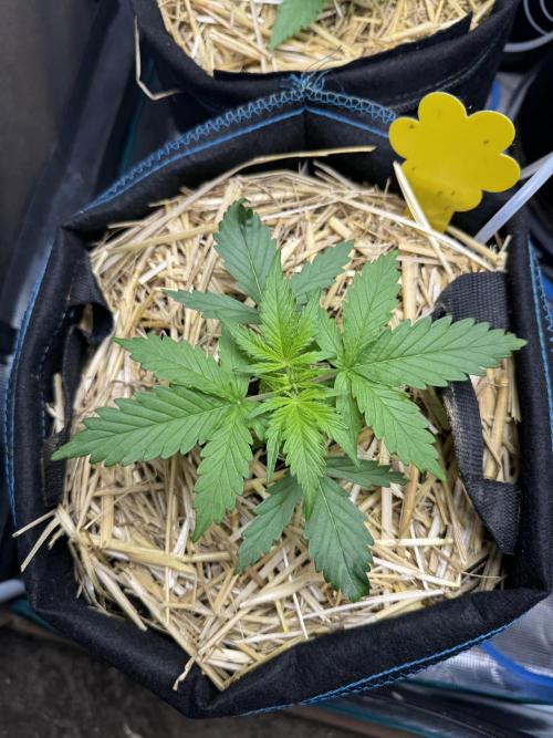 Dark Devil Auto Living Soil. Week 3