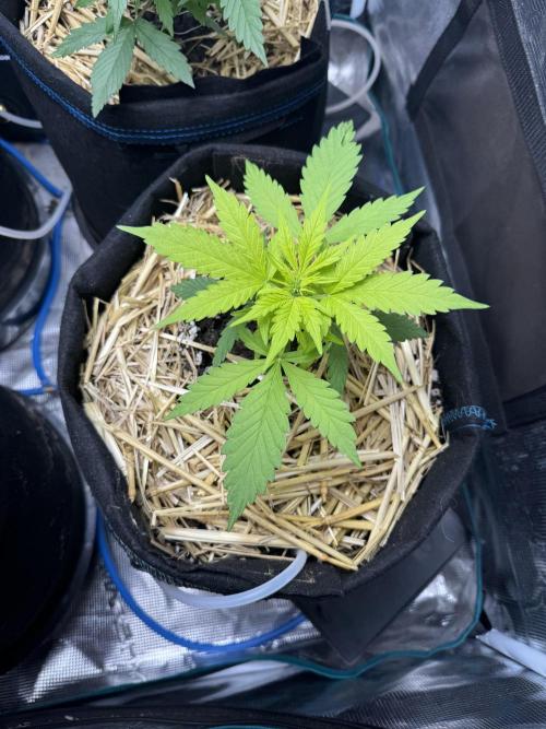 Dark Devil Auto Living Soil. Week 3