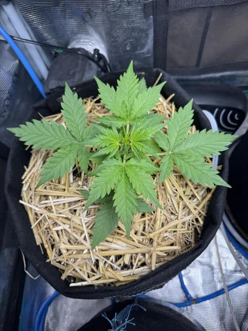 Dark Devil Auto Living Soil. Week 3