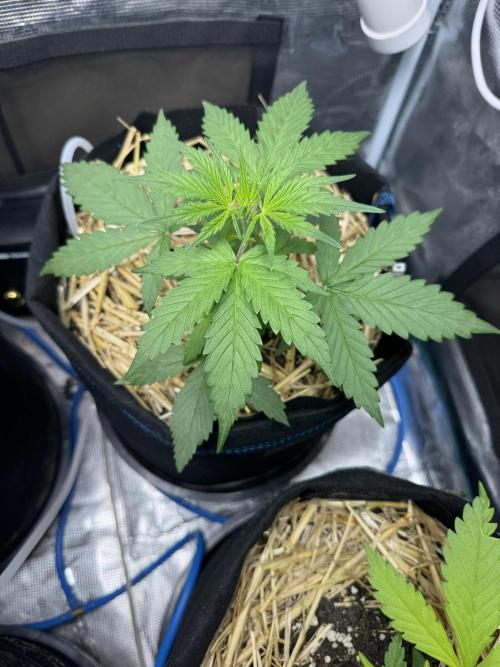Dark Devil Auto Living Soil. Week 3
