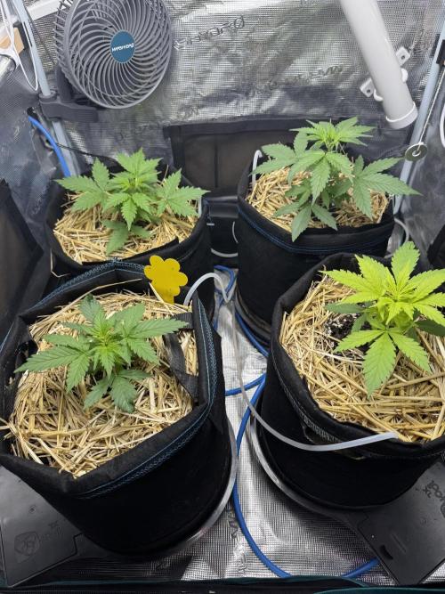 Dark Devil Auto Living Soil. Week 3