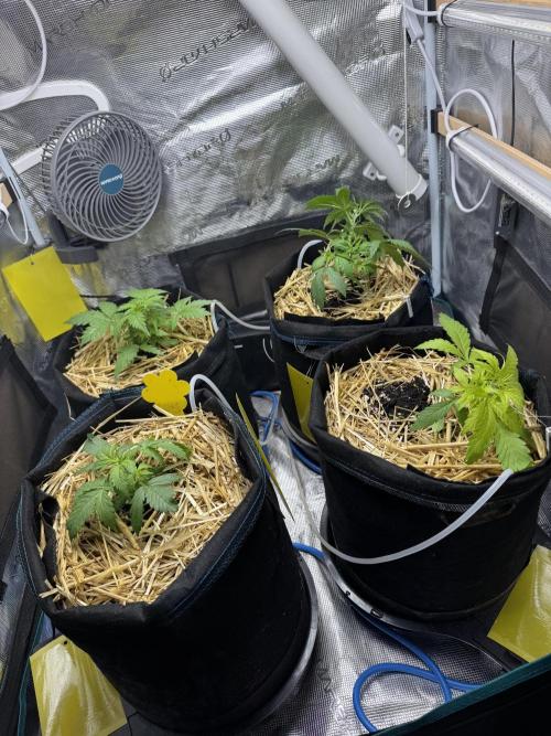 Dark Devil Auto Living Soil. Week 3