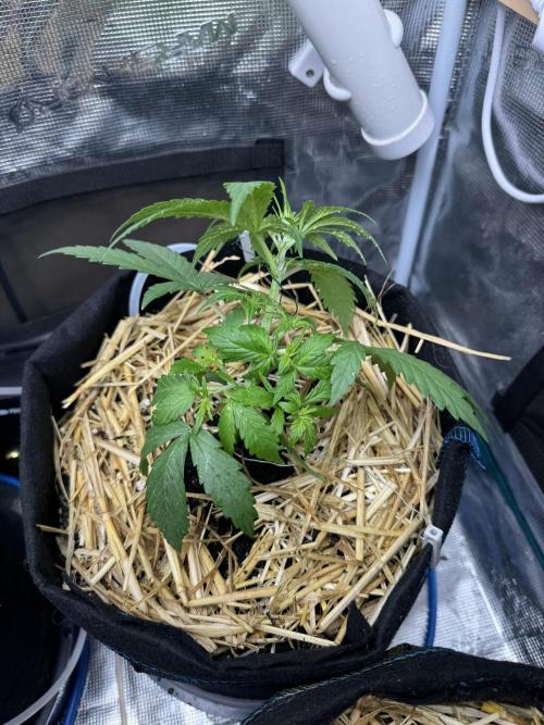 Dark Devil Auto Living Soil. Week 3