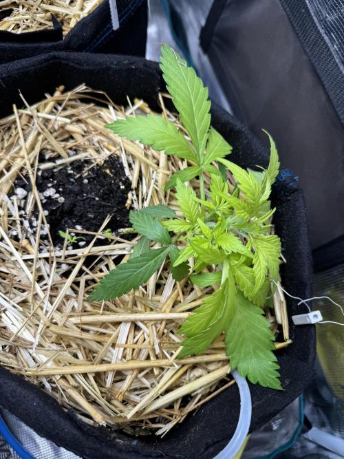 Dark Devil Auto. Week 3