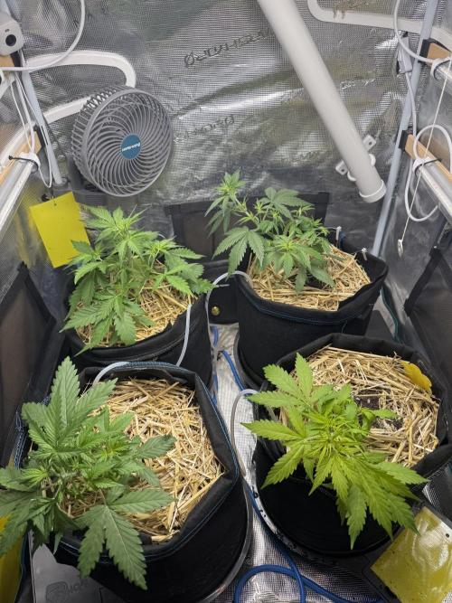 Dark Devil Auto Living Soil. Week 4