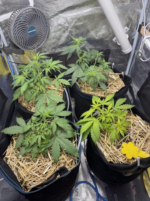 Dark Devil Auto. Week 4