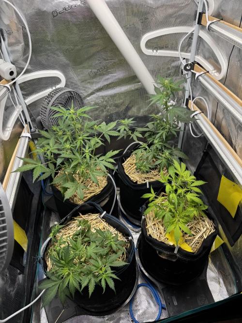 Dark Devil Auto. Week 4