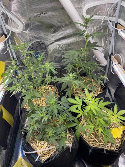 Dark Devil Auto Living Soil. Week 5
