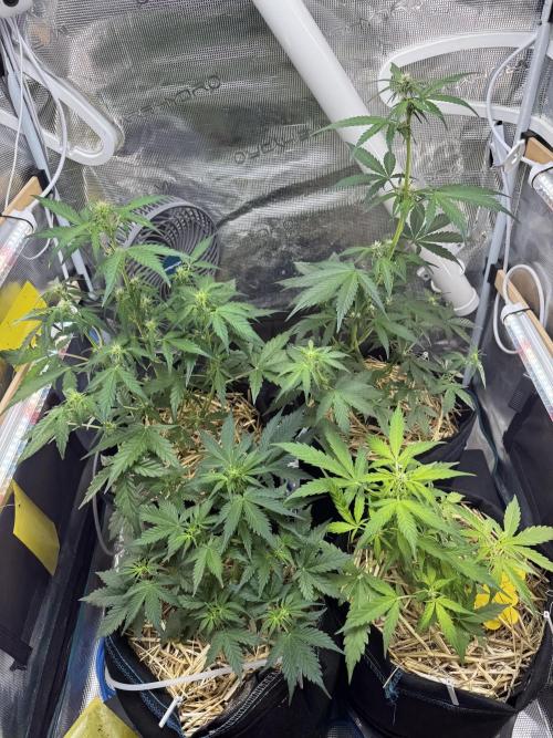 Dark Devil Auto Living Soil. Week 5