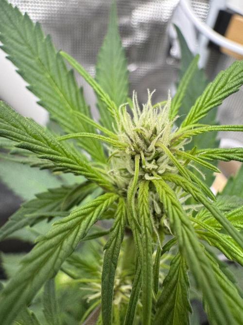 Dark Devil Auto Living Soil. Week 5