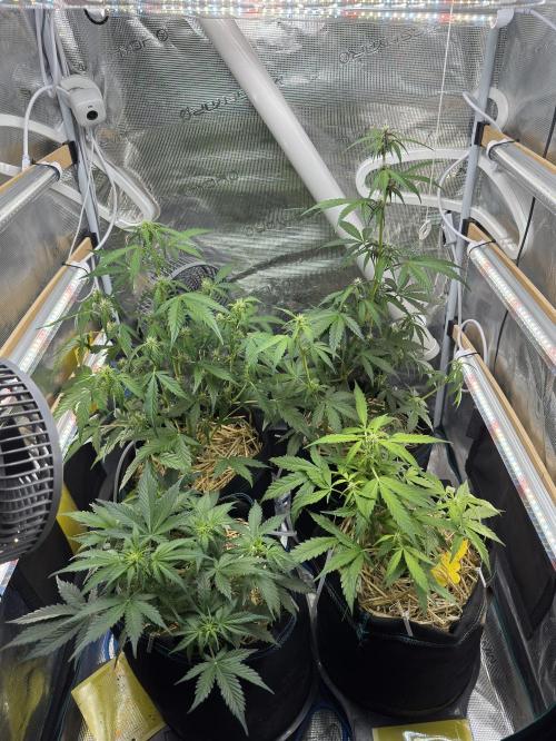 Dark Devil Auto Living Soil. Week 5