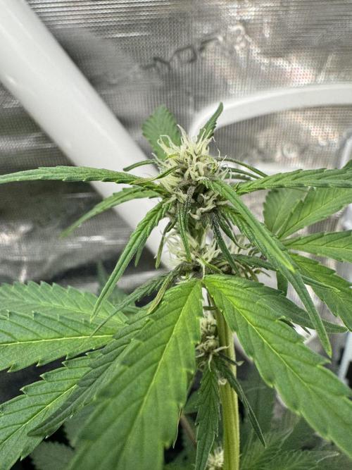 Dark Devil Auto Living Soil. Week 5
