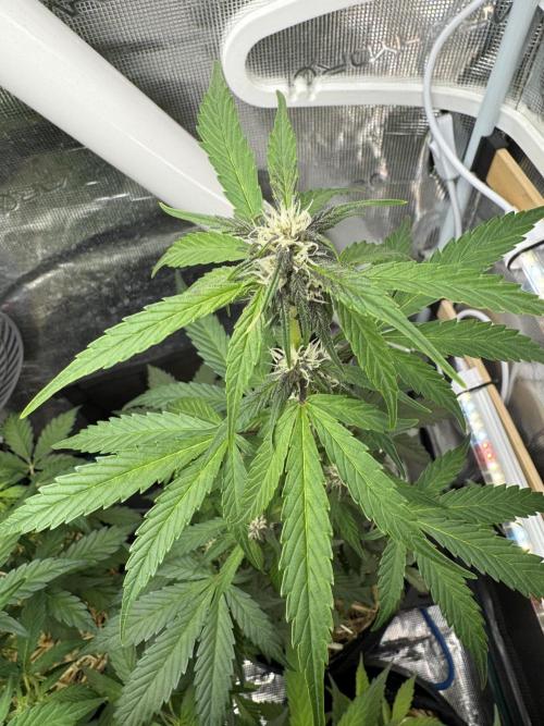 Dark Devil Auto Living Soil. Week 5
