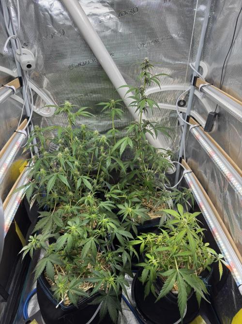 Dark Devil Auto Living Soil. Week 5