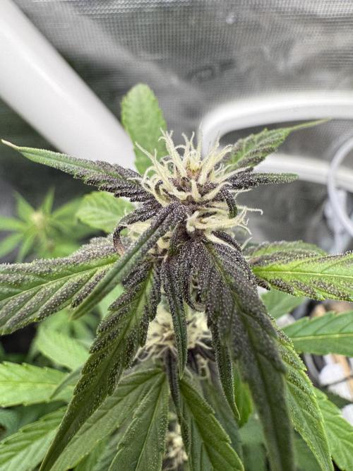 Dark Devil Auto Living Soil. Week 5