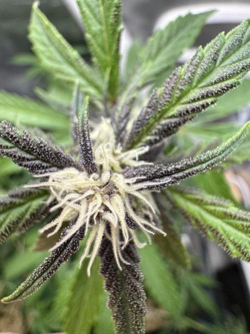 Dark Devil Auto Living Soil. Week 5