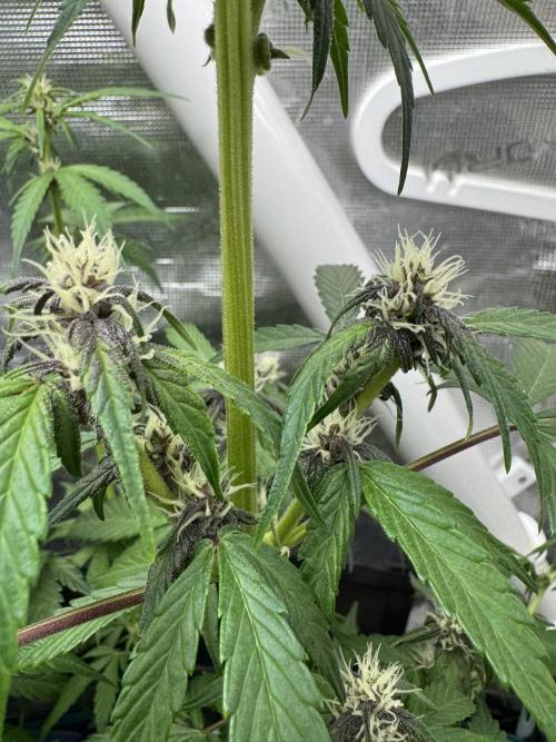 Dark Devil Auto Living Soil. Week 5