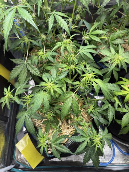 Dark Devil Auto Living Soil. Week 5