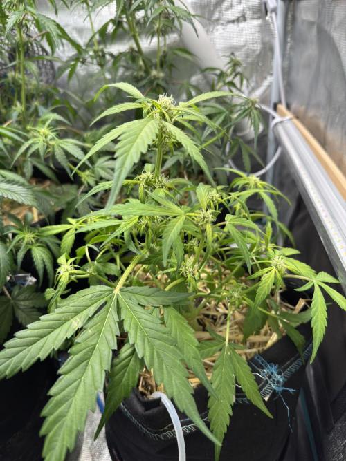 Dark Devil Auto Living Soil. Week 5