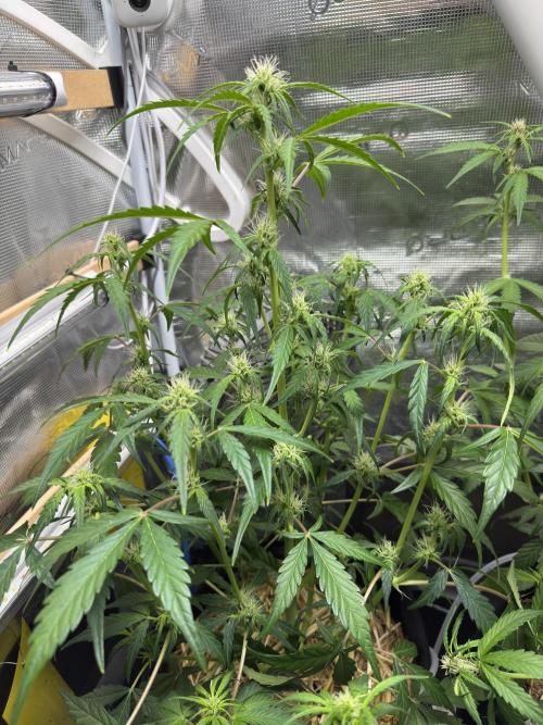 Dark Devil Auto. Week 5