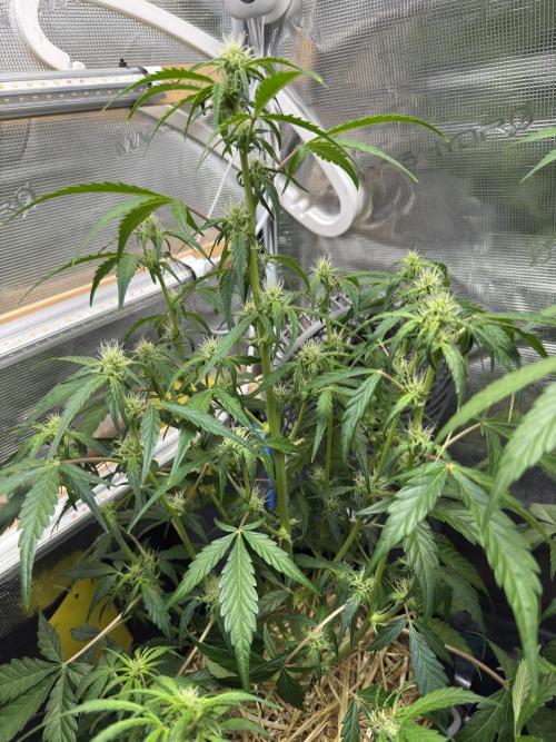 Dark Devil Auto Living Soil. Week 5