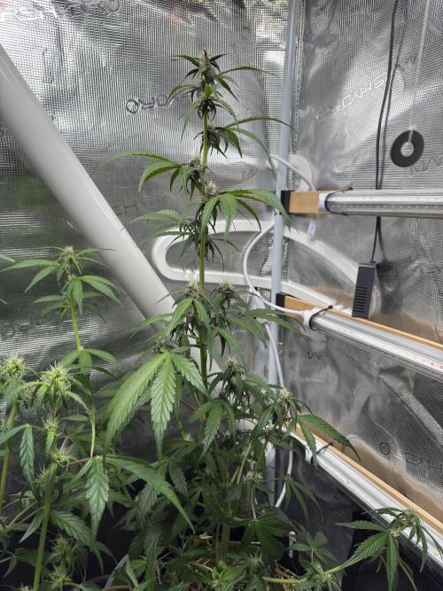 Dark Devil Auto Living Soil. Week 5
