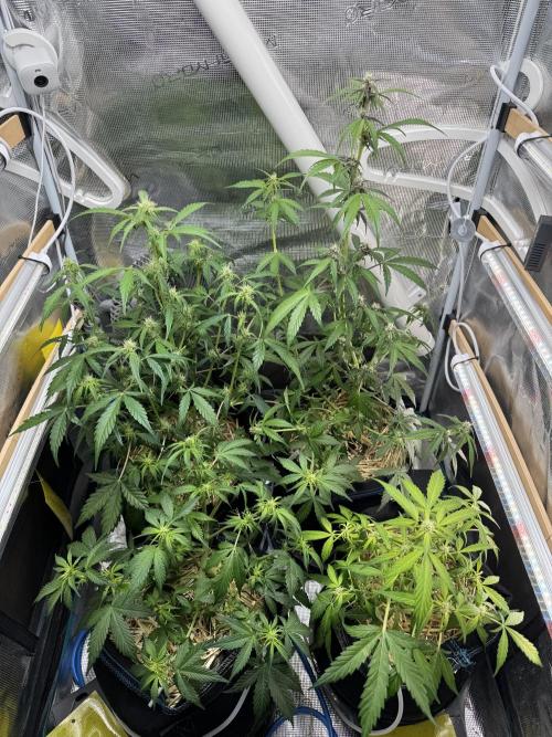 Dark Devil Auto Living Soil. Week 5