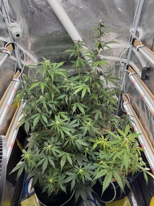 Dark Devil Auto Living Soil. Week 6