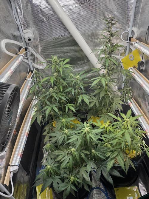 Dark Devil Auto Living Soil. Week 6