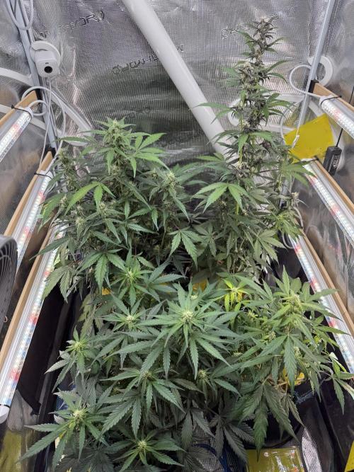 Dark Devil Auto Living Soil. Week 6