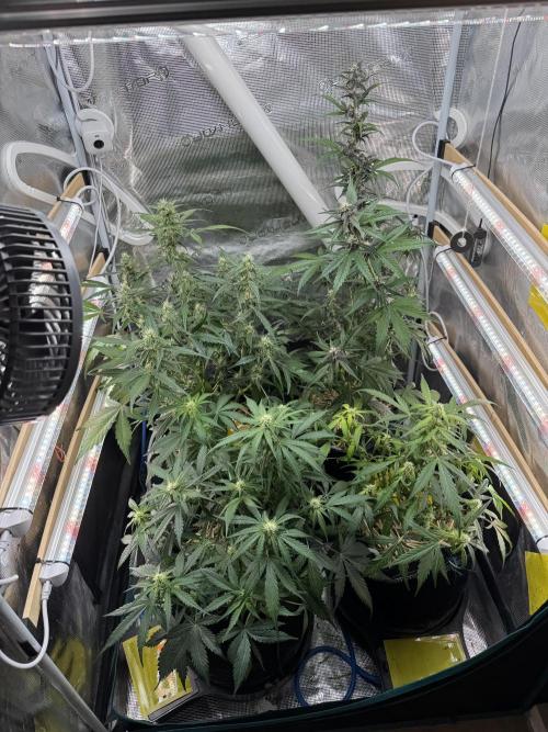 Dark Devil Auto Living Soil. Week 6