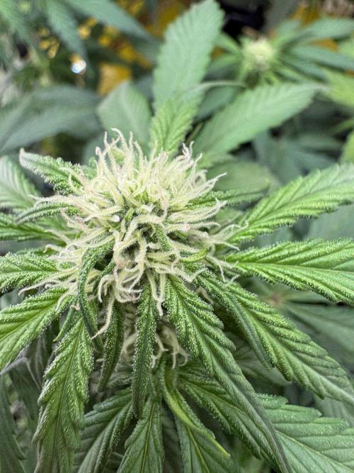 Dark Devil Auto Living Soil. Week 6 - 1