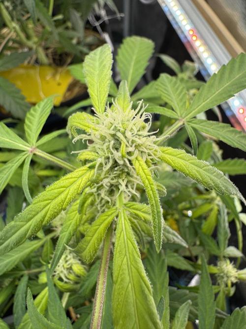 Dark Devil Auto Living Soil. Week 6 - 2