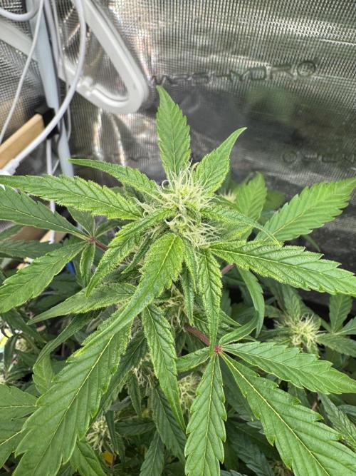 Dark Devil Auto Living Soil. Week 6 - 3