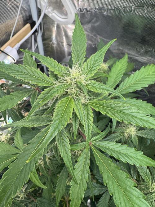 Dark Devil Auto Living Soil. Week 6 - 3