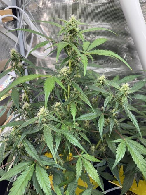 Dark Devil Auto Living Soil. Week 6 - 3
