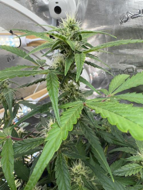 Dark Devil Auto Living Soil. Week 6 - 3