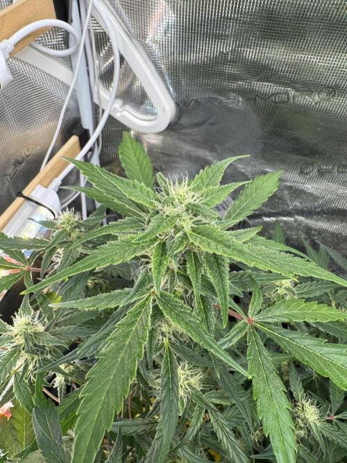 Dark Devil Auto Living Soil. Week 6 - 3