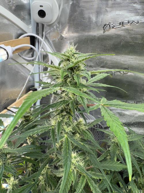 Dark Devil Auto Living Soil. Week 6 - 3