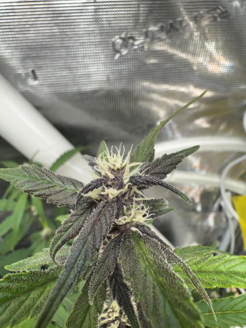 Dark Devil Auto Living Soil. Week 6 - 4