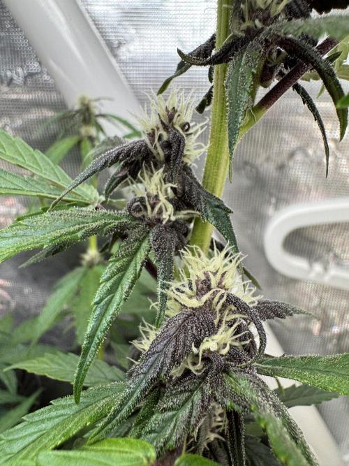 Dark Devil Auto Living Soil. Week 6 - 4